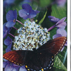 le carte delle farfalle - doreen virtue - museo dei tarocchi