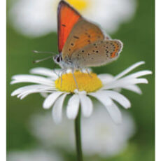 le carte delle farfalle - doreen virtue - museo dei tarocchi